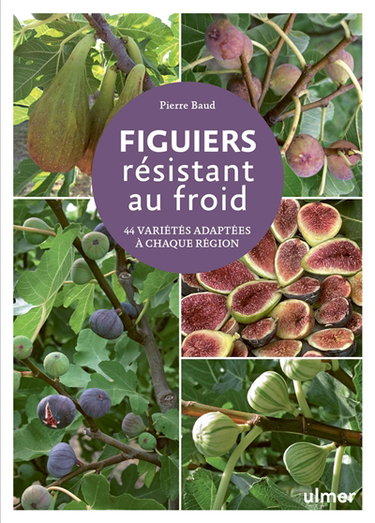 Figuiers résistant au froid : 44 variétés adaptées à chaque région
