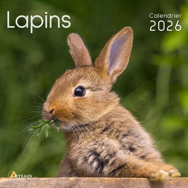 Couverture de Lapins : calendrier 2026 : de septembre 2025 à décembre 2026 par Collectif