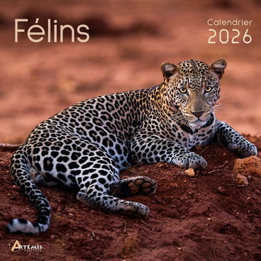 Couverture de Félins : calendrier 2026 : de septembre 2025 à décembre 2026 par Collectif