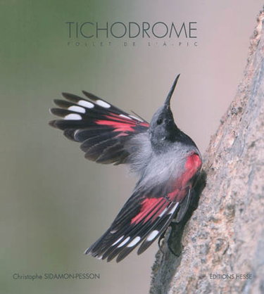 Couverture de L'oiseau papillon : la vie incroyable du tichodrome : film
