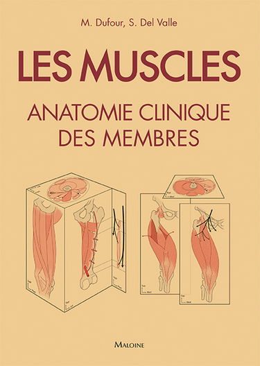 Les muscles : anatomie clinique des membres : 250 fiches illustrées
