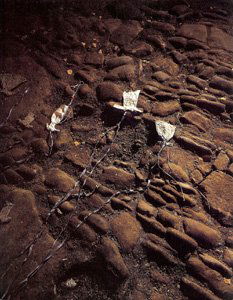 Anselm Kiefer - Nachtschattengewächse