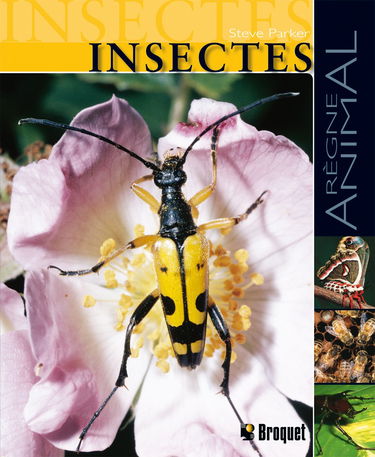 Insectes