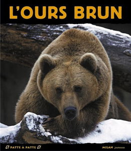 L'ours brun