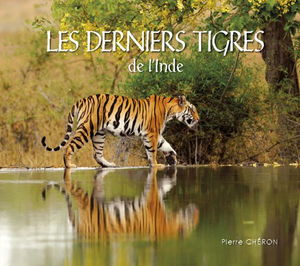 Les derniers tigres de l'Inde