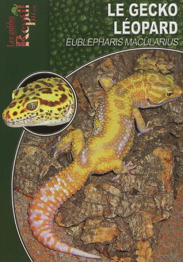 Le gecko léopard : Eublepharis macularius