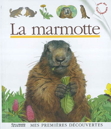 La marmotte