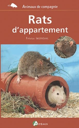 Rats d'appartement