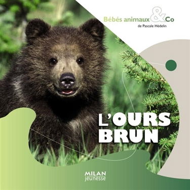 L'ours brun