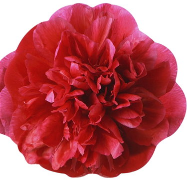 Couverture de Pivoines