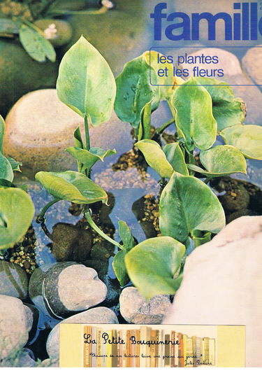Famille 2000 : les plantes et les fleurs