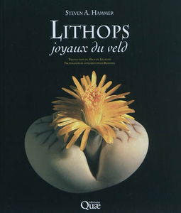 Lithops, joyaux du veld