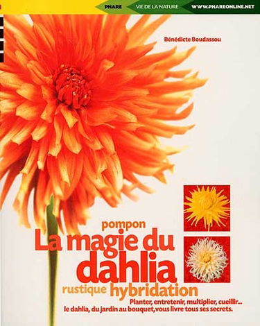 La magie du dahlia
