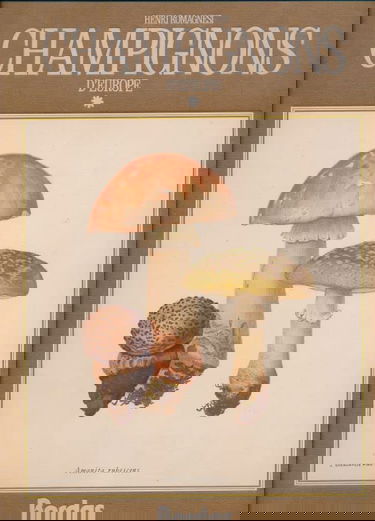 Champignons d'Europe