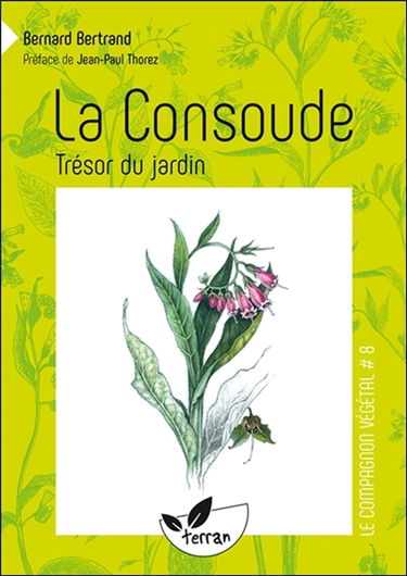 La consoude, trésor du jardin