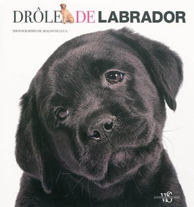 Drôle de labrador
