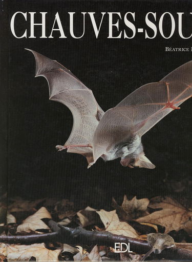 Chauves-souris