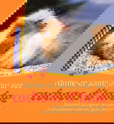 Forme et santé pour vos cochons d'Inde : comment les soigner, les nourrir et les entretenir dans les règles de l'art