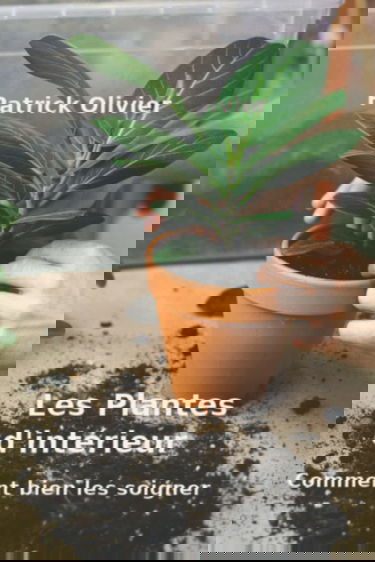 Les Plantes d'intérieur: Comment bien les soigner