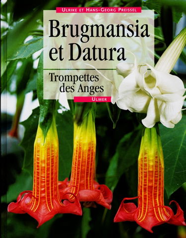 Brugmansia et datura : trompettes des anges