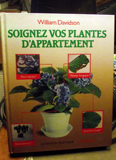 Soignez vos plantes d'appartement : comment garder de belles plantes