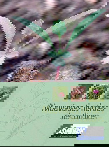 Mauvaises herbes des cultures