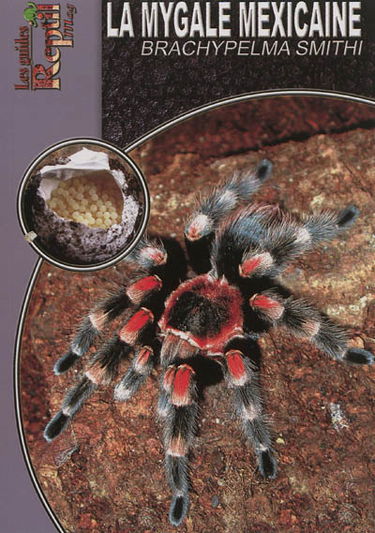 La mygale mexicaine : Brachypelma Smithi