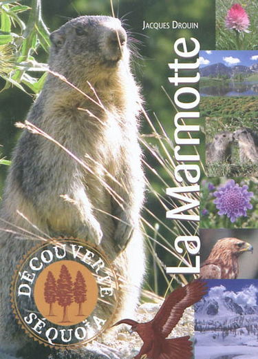 La marmotte