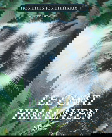 Chat Himalayen