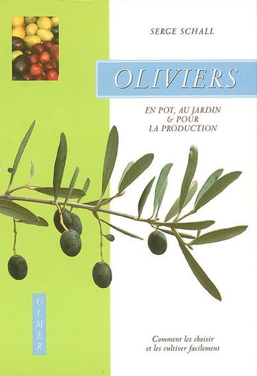 Oliviers : en pot, au jardin & pour la production