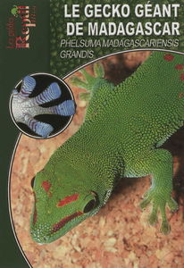 Le gecko géant de Madagascar : Phelsuma madagascariensis grandis