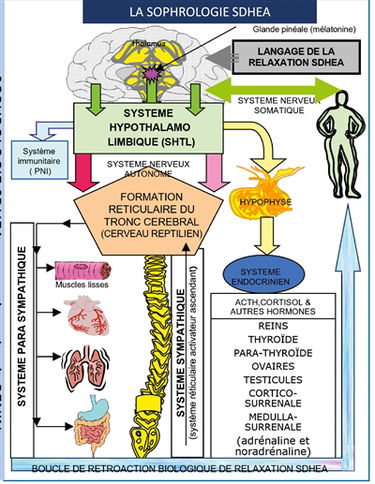 Sophrologie SDHEA : psychosomatique, respiration sophronique,relaxation SDHEA