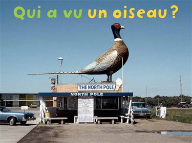 Couverture de Qui a vu un oiseau ?