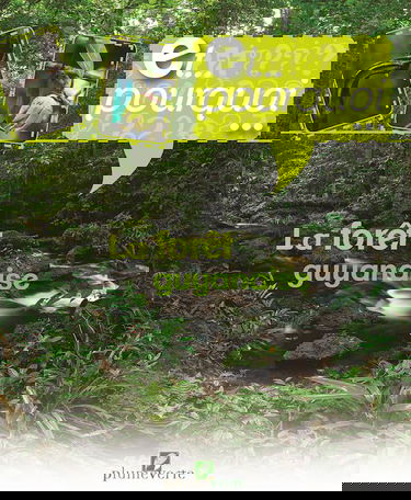 Et Pourquoi… La Forêt Guyanaise