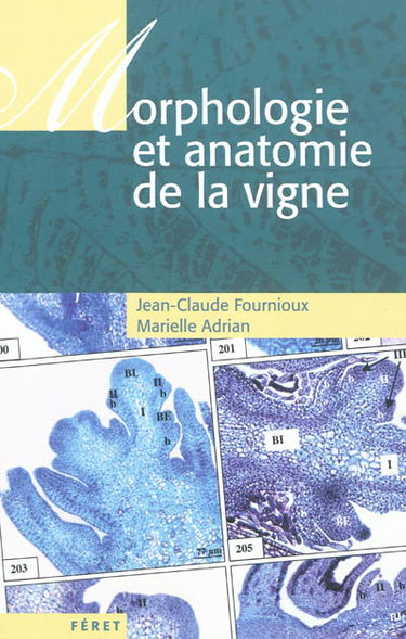 Morphologie et anatomie de la vigne
