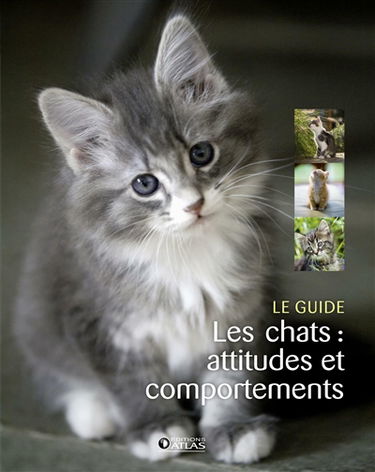 Les chats : attitudes et comportements