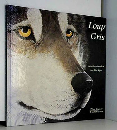 Loup gris