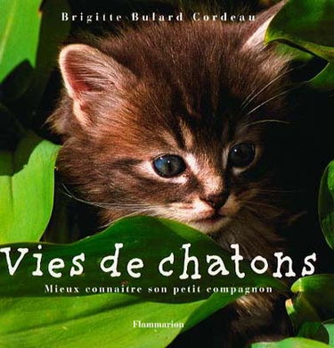 Vies de chatons