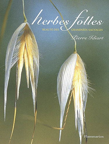 Herbes folles : beauté des graminées sauvages