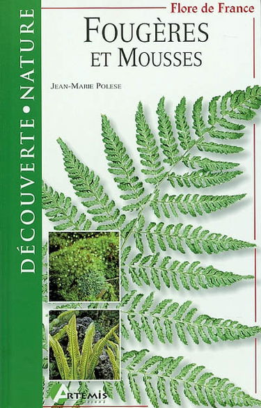 Fougères et mousses