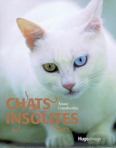 Chats insolites