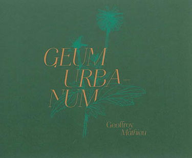 Geum urbanum : Tanger, Marseille, Edimbourg