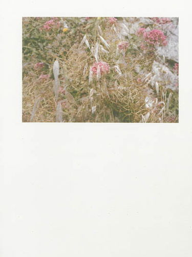 Cécile Bortoletti : sur-nature, une promenade homodiégétique : commande photographique, Villa Noailles