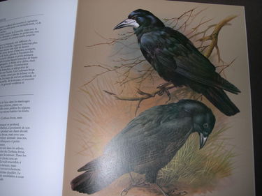 Les Oiseaux de nos régions