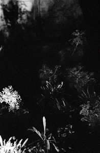 Le jardin d'après : sur les traces du Premier jardin d'Anne Hébert