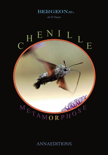 Chenille métamorphose