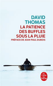 La patience des buffles sous la pluie