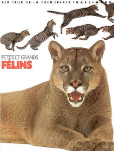 Petits et grands félins