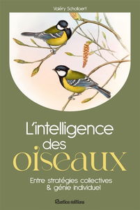 L'intelligence des oiseaux : entre stratégies collectives & génie individuel