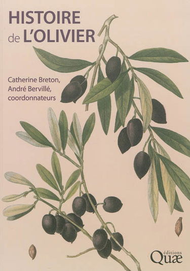 Histoire de l'olivier : l'arbre des temps